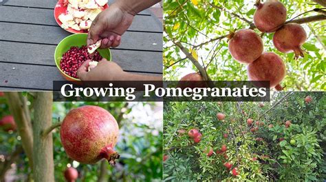  《The Pomegranate Garden》：一個關於愛與失去的奇幻旅程